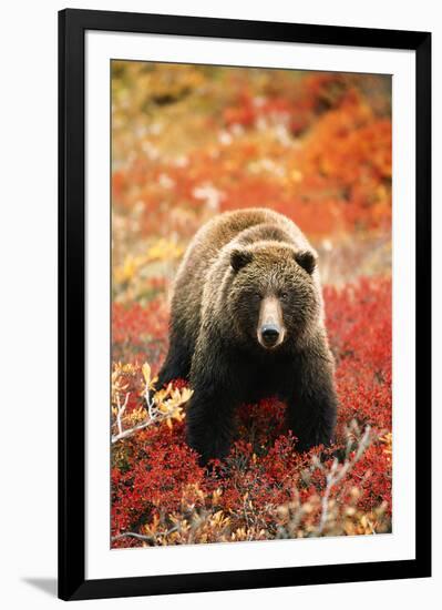 Grizzly Bear Standing Amongst Alpine Blueberries, Alaska-Hugh Rose-Framed Giclee Print