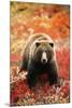 Grizzly Bear Standing Amongst Alpine Blueberries, Alaska-Hugh Rose-Mounted Giclee Print