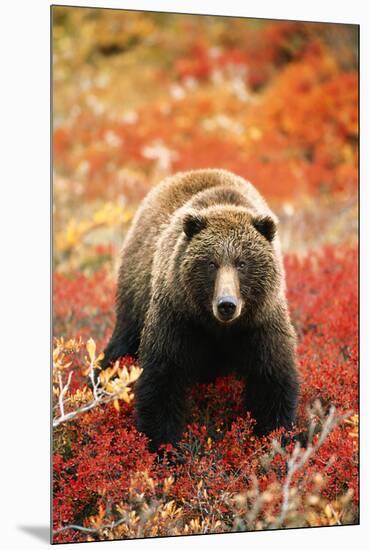 Grizzly Bear Standing Amongst Alpine Blueberries, Alaska-Hugh Rose-Mounted Giclee Print