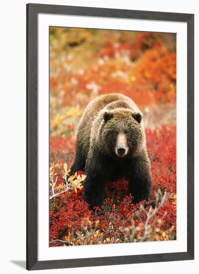 Grizzly Bear Standing Amongst Alpine Blueberries, Alaska-Hugh Rose-Framed Giclee Print