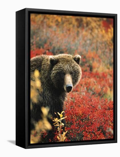 Grizzly Bear Standing Amongst Alpine Blueberries, Denali National Park, Alaska, USA-Hugh Rose-Framed Premier Image Canvas