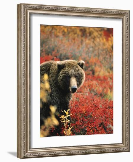 Grizzly Bear Standing Amongst Alpine Blueberries, Denali National Park, Alaska, USA-Hugh Rose-Framed Photographic Print