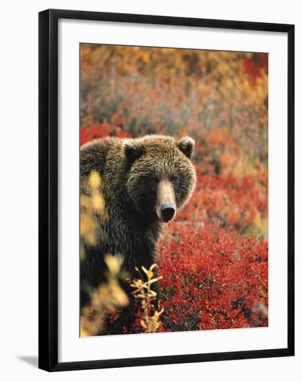 Grizzly Bear Standing Amongst Alpine Blueberries, Denali National Park, Alaska, USA-Hugh Rose-Framed Photographic Print