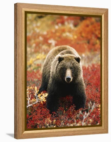 Grizzly Bear Standing Amongst Alpine Blueberries, Denali National Park, Alaska, USA-Hugh Rose-Framed Premier Image Canvas