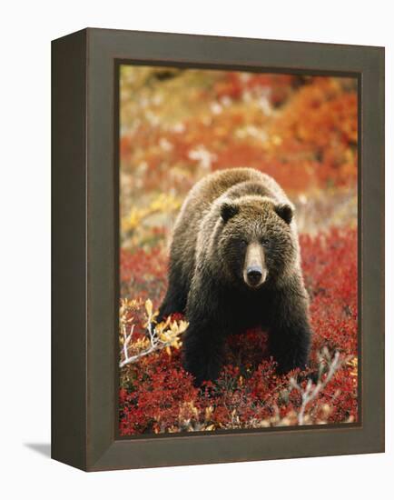 Grizzly Bear Standing Amongst Alpine Blueberries, Denali National Park, Alaska, USA-Hugh Rose-Framed Premier Image Canvas