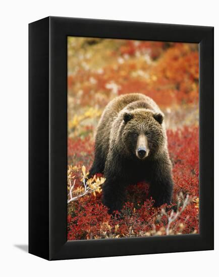 Grizzly Bear Standing Amongst Alpine Blueberries, Denali National Park, Alaska, USA-Hugh Rose-Framed Premier Image Canvas