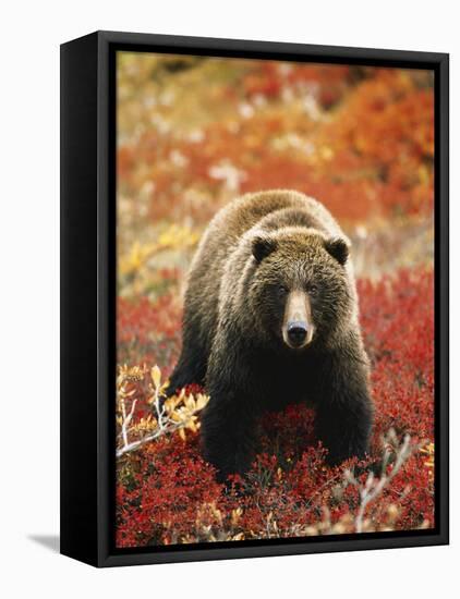 Grizzly Bear Standing Amongst Alpine Blueberries, Denali National Park, Alaska, USA-Hugh Rose-Framed Premier Image Canvas