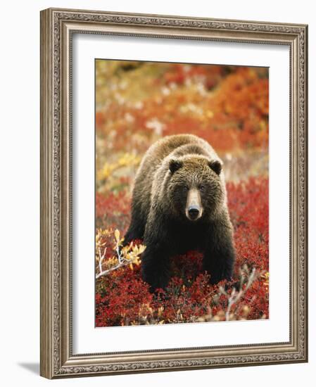 Grizzly Bear Standing Amongst Alpine Blueberries, Denali National Park, Alaska, USA-Hugh Rose-Framed Photographic Print