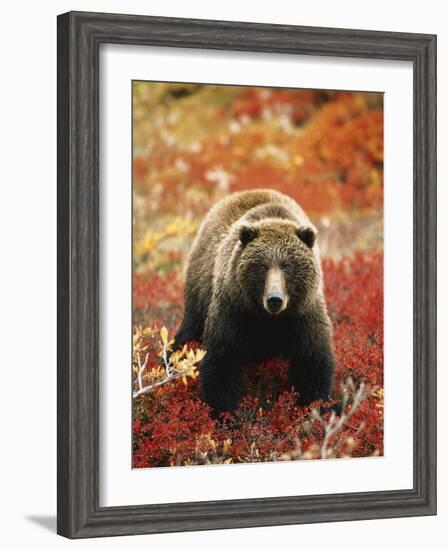 Grizzly Bear Standing Amongst Alpine Blueberries, Denali National Park, Alaska, USA-Hugh Rose-Framed Photographic Print