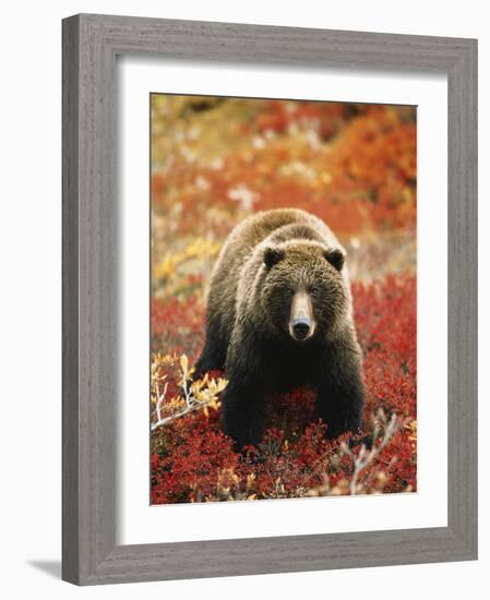 Grizzly Bear Standing Amongst Alpine Blueberries, Denali National Park, Alaska, USA-Hugh Rose-Framed Photographic Print