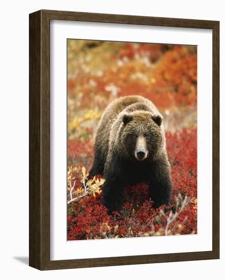 Grizzly Bear Standing Amongst Alpine Blueberries, Denali National Park, Alaska, USA-Hugh Rose-Framed Photographic Print