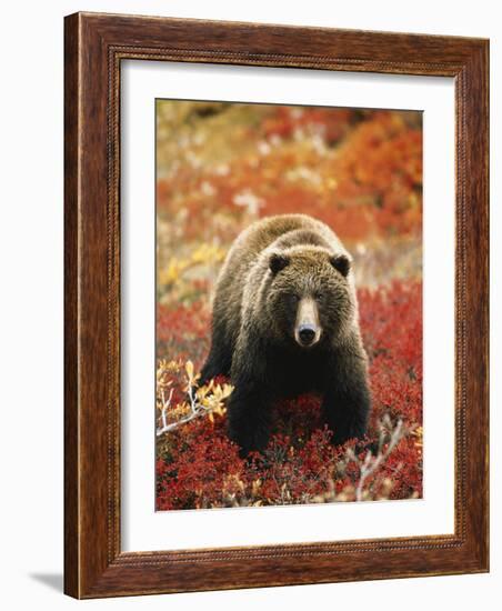 Grizzly Bear Standing Amongst Alpine Blueberries, Denali National Park, Alaska, USA-Hugh Rose-Framed Photographic Print