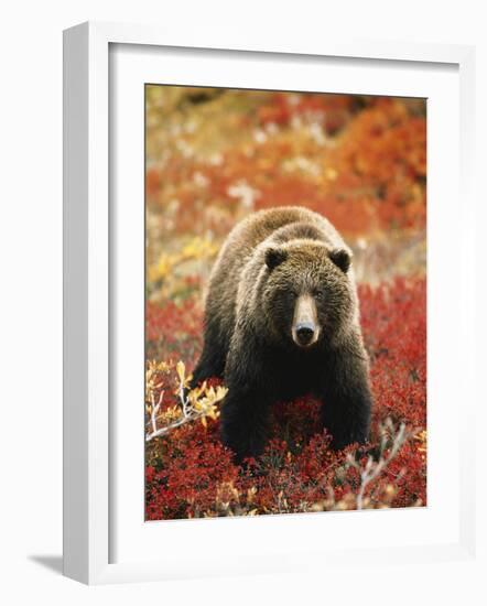 Grizzly Bear Standing Amongst Alpine Blueberries, Denali National Park, Alaska, USA-Hugh Rose-Framed Photographic Print