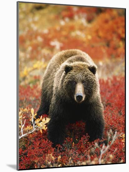 Grizzly Bear Standing Amongst Alpine Blueberries, Denali National Park, Alaska, USA-Hugh Rose-Mounted Photographic Print