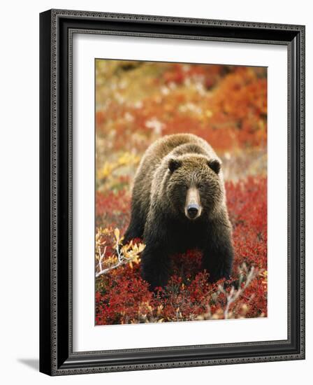 Grizzly Bear Standing Amongst Alpine Blueberries, Denali National Park, Alaska, USA-Hugh Rose-Framed Photographic Print