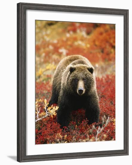 Grizzly Bear Standing Amongst Alpine Blueberries, Denali National Park, Alaska, USA-Hugh Rose-Framed Photographic Print