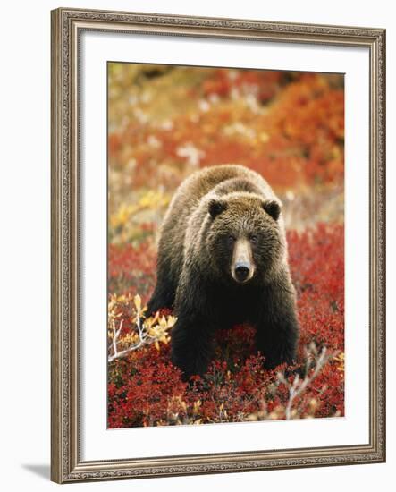 Grizzly Bear Standing Amongst Alpine Blueberries, Denali National Park, Alaska, USA-Hugh Rose-Framed Photographic Print