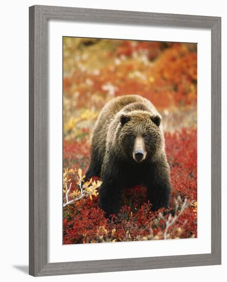 Grizzly Bear Standing Amongst Alpine Blueberries, Denali National Park, Alaska, USA-Hugh Rose-Framed Photographic Print