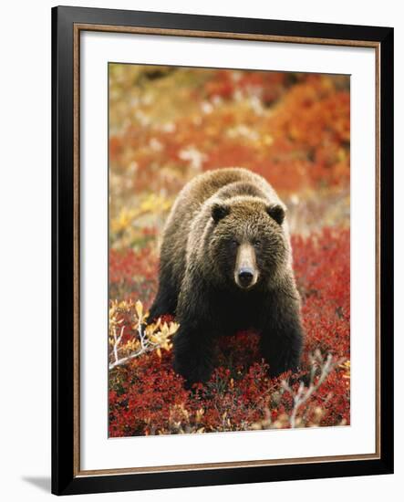 Grizzly Bear Standing Amongst Alpine Blueberries, Denali National Park, Alaska, USA-Hugh Rose-Framed Photographic Print