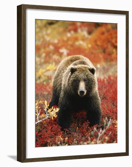 Grizzly Bear Standing Amongst Alpine Blueberries, Denali National Park, Alaska, USA-Hugh Rose-Framed Photographic Print