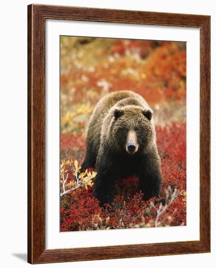 Grizzly Bear Standing Amongst Alpine Blueberries, Denali National Park, Alaska, USA-Hugh Rose-Framed Photographic Print