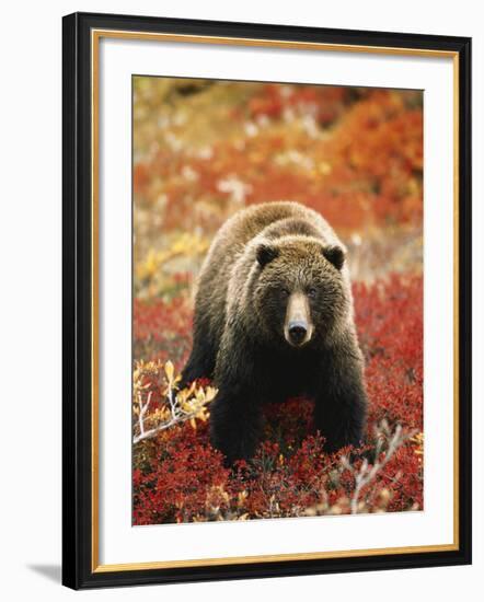 Grizzly Bear Standing Amongst Alpine Blueberries, Denali National Park, Alaska, USA-Hugh Rose-Framed Photographic Print