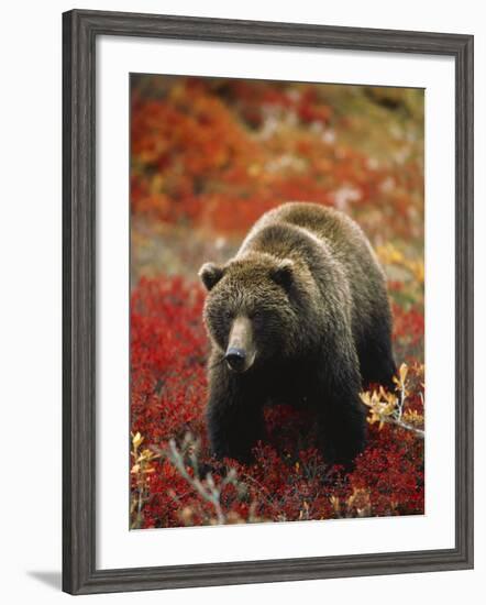 Grizzly Bear Standing Amongst Alpine Blueberries, Denali National Park, Alaska, USA-Hugh Rose-Framed Photographic Print