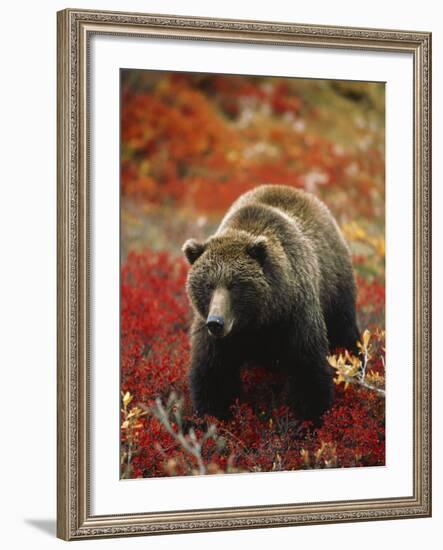 Grizzly Bear Standing Amongst Alpine Blueberries, Denali National Park, Alaska, USA-Hugh Rose-Framed Photographic Print