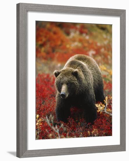 Grizzly Bear Standing Amongst Alpine Blueberries, Denali National Park, Alaska, USA-Hugh Rose-Framed Photographic Print