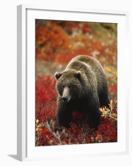 Grizzly Bear Standing Amongst Alpine Blueberries, Denali National Park, Alaska, USA-Hugh Rose-Framed Photographic Print