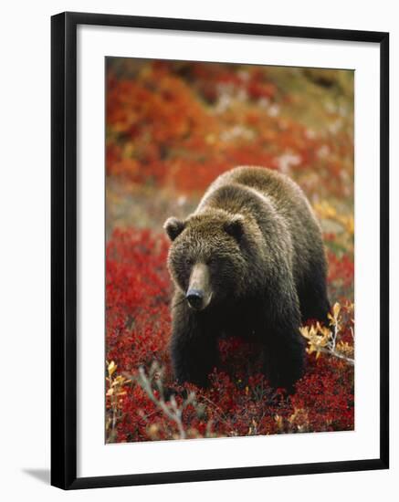 Grizzly Bear Standing Amongst Alpine Blueberries, Denali National Park, Alaska, USA-Hugh Rose-Framed Photographic Print