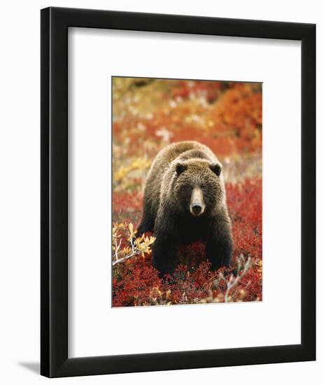 Grizzly Bear Standing Amongst Alpine Blueberries, Denali National Park, Alaska, USA-Hugh Rose-Framed Photographic Print