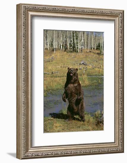 Grizzly Bear Standing by Water-DLILLC-Framed Photographic Print