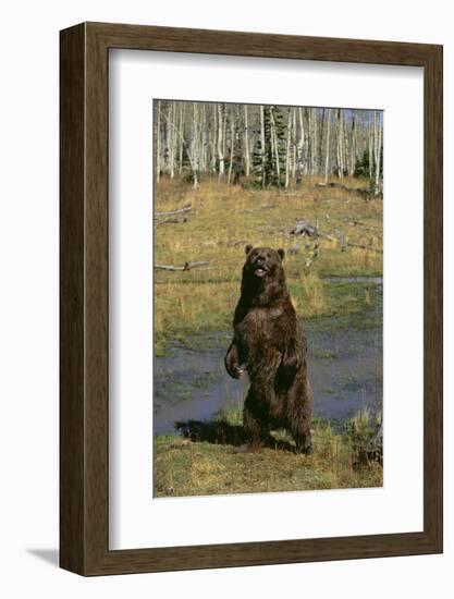 Grizzly Bear Standing by Water-DLILLC-Framed Photographic Print