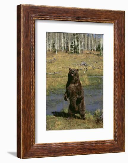 Grizzly Bear Standing by Water-DLILLC-Framed Photographic Print