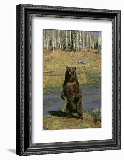 Grizzly Bear Standing by Water-DLILLC-Framed Photographic Print