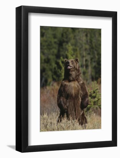 Grizzly Bear Standing in Meadow-DLILLC-Framed Photographic Print