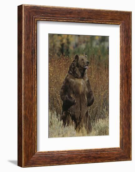 Grizzly Bear Standing in Meadow-DLILLC-Framed Photographic Print