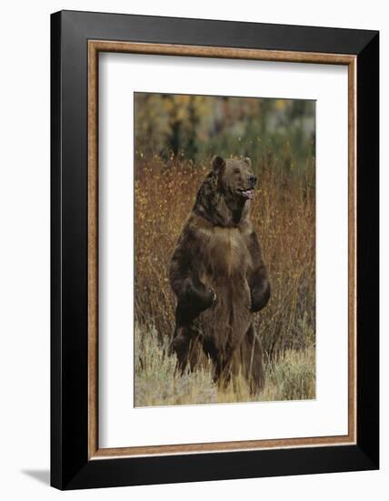 Grizzly Bear Standing in Meadow-DLILLC-Framed Photographic Print