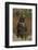 Grizzly Bear Standing in Meadow-DLILLC-Framed Photographic Print