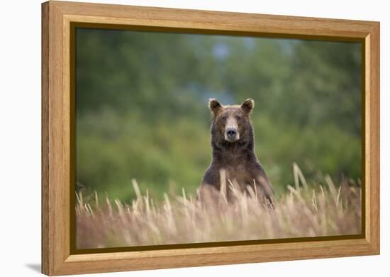 Grizzly Bear Standing over Tall Grass at Kukak Bay-Paul Souders-Framed Premier Image Canvas