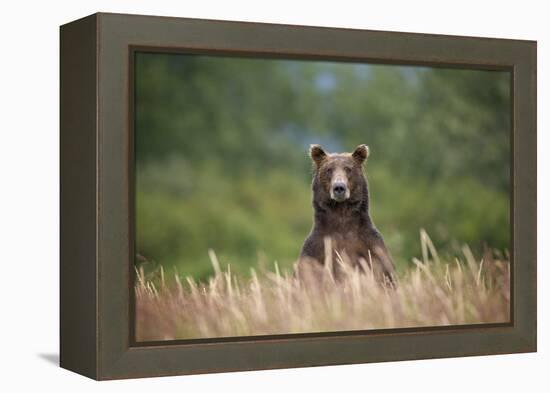 Grizzly Bear Standing over Tall Grass at Kukak Bay-Paul Souders-Framed Premier Image Canvas