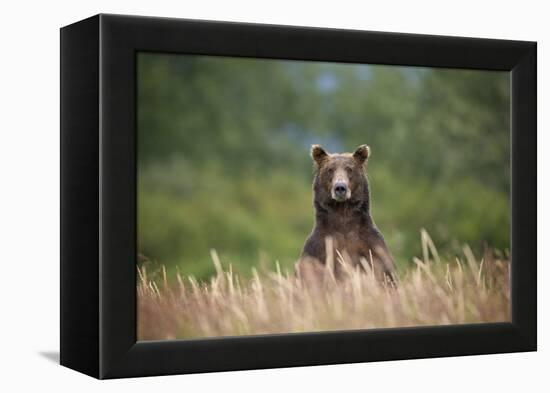 Grizzly Bear Standing over Tall Grass at Kukak Bay-Paul Souders-Framed Premier Image Canvas