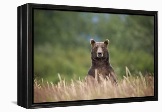 Grizzly Bear Standing over Tall Grass at Kukak Bay-Paul Souders-Framed Premier Image Canvas