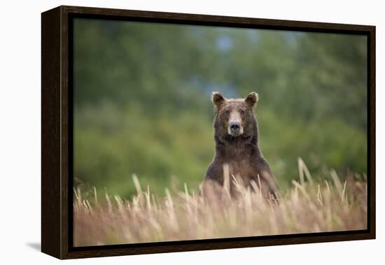 Grizzly Bear Standing over Tall Grass at Kukak Bay-Paul Souders-Framed Premier Image Canvas