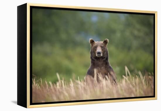 Grizzly Bear Standing over Tall Grass at Kukak Bay-Paul Souders-Framed Premier Image Canvas