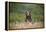 Grizzly Bear Standing over Tall Grass at Kukak Bay-Paul Souders-Framed Premier Image Canvas