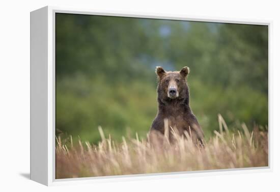 Grizzly Bear Standing over Tall Grass at Kukak Bay-Paul Souders-Framed Premier Image Canvas