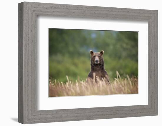 Grizzly Bear Standing over Tall Grass at Kukak Bay-Paul Souders-Framed Photographic Print