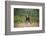 Grizzly Bear Standing over Tall Grass at Kukak Bay-Paul Souders-Framed Photographic Print